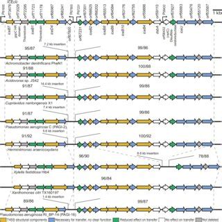 ICEclc Transfer Region Gene And Synteny Conservation Genetic