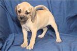 Puggle Puppies for Sale from Reputable Dog Breeders