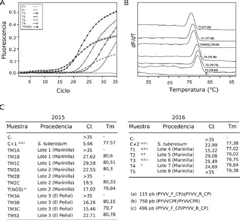 A Curvas de amplificación por RT qPCR utilizando el sistema SYBR