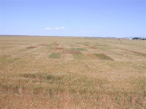 Texas Wheat Variety Disease Insect Tolerance Traits2017 2018 AgFax