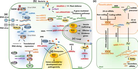 Of Small Interfering Rna Sirna ‐mediated Defence In Plant Parasite Download Scientific Diagram