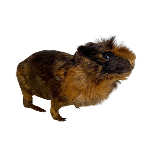 Guinea Pig Taxidermy Brown And Co Wellington