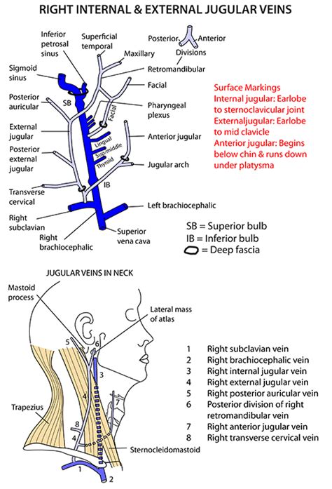 Instant Anatomy Head And Neck Surface Internal Jugular Vein