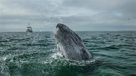 How To Whale Watch Responsibly Things To Do In Cape May NJ