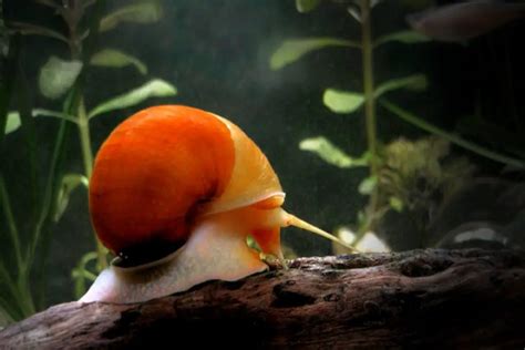 Is Aquarium Salt Safe For Snails 11 Simple Truth You Don T Know