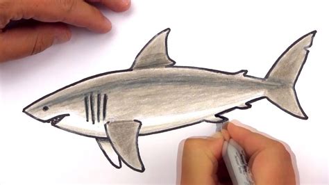 How To Draw A Realistic Great White Shark (Art Club Members) Shark ...