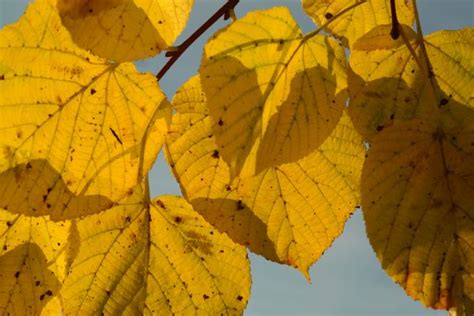 Images Gratuites Arbre Branche Lumi Re Du Soleil Feuille Bouleau