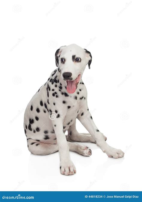 Dalmatian Black And White Royalty-Free Stock Photo | CartoonDealer.com ...