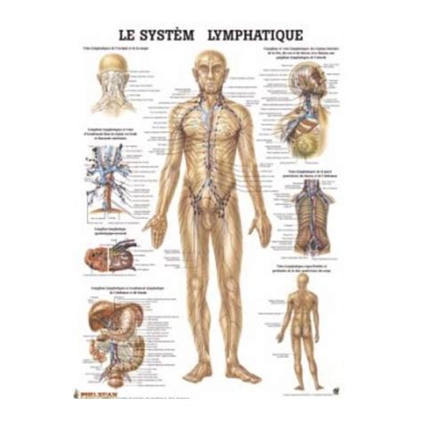 Planche Anatomique Le Syst Me Lymphatique Auluga Services