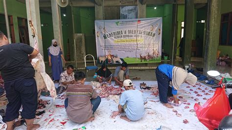 Pemotongan Dan Pembagian Daging Qurban H Yayasan Hakiki