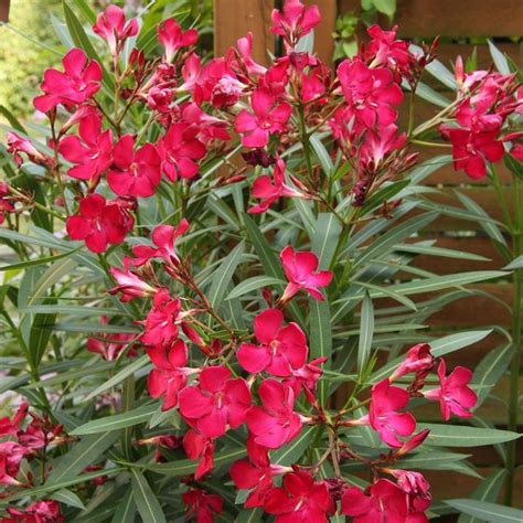 Red Oleander