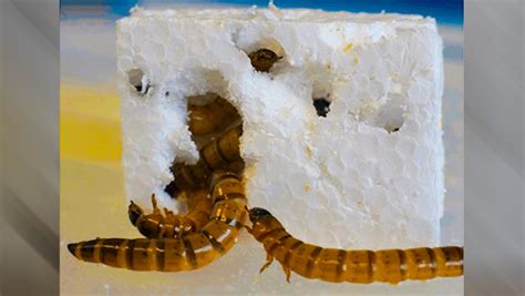 Australian Scientists Discover Superworms That Digest Styrofoam