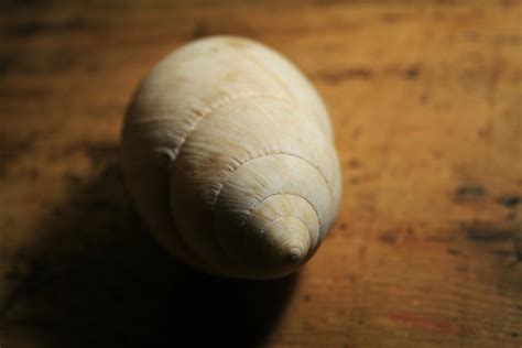 White Conch Shell Free Stock Photo Public Domain Pictures