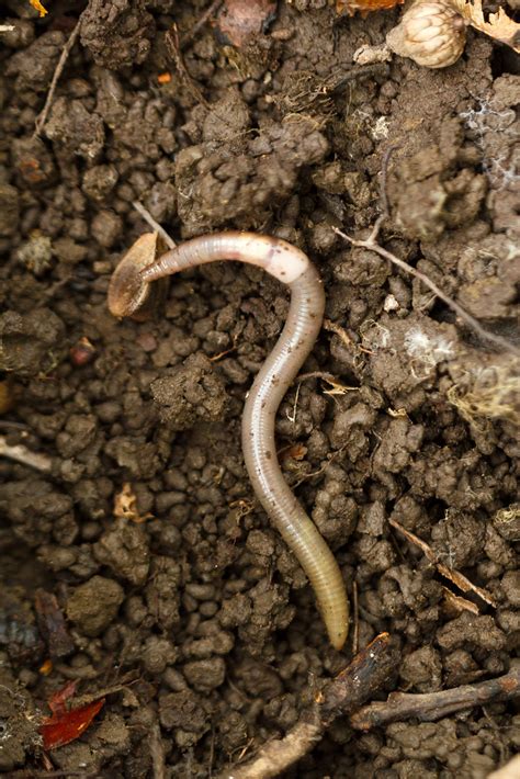 Indy Rewind Got Invasive Jumping Worms In Your Garden Umass Extension Has Solutions Amherst Indy