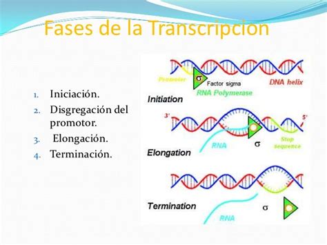 Transcripcion Del Adn