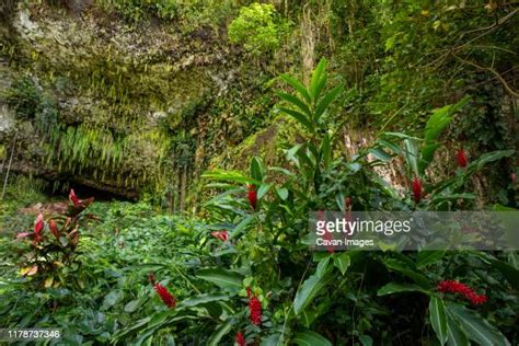 46 Fern Grotto Stock Photos High Res Pictures And Images Getty Images