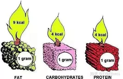 手把手教你减脂：减脂吃的少还不掉称？运动没效果？你真的懂热量缺口吗？ 知乎