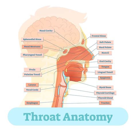 Drab Throat Anatomy Free Photos - Www