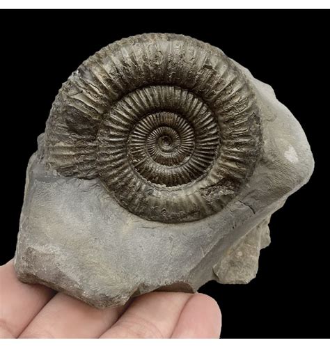 Fossils For Sale Fossils Uk British Lower Jurassic Upper Lias