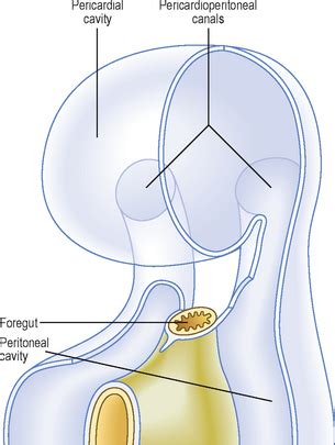 The body cavities and the diaphragm | Basicmedical Key