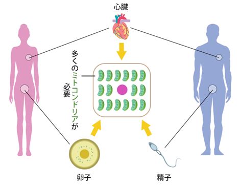 ミトコンドリアを増やし活性化させるイースタティックミネラル ー 卵子、精子へのアプローチ ｜ 健康新聞デジタルニュース