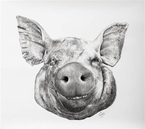 Realistic Pig Face Drawing