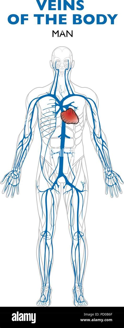 Veins in the body, anatomy, human body. Veins are blood vessels that ...