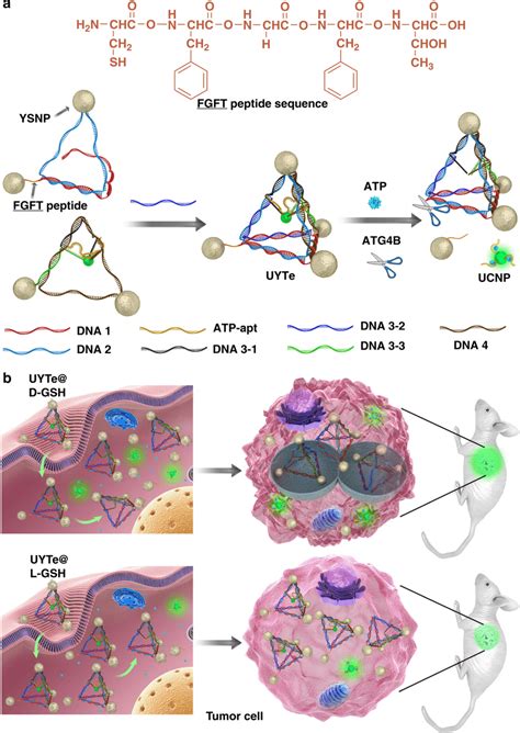 Schematic Of Chiral Nanodevice For Autophagy Induction And Observation