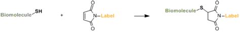 maleimide labeling  proteins   thiolated biomolecules
