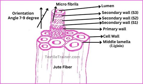 Morphology Of Jute Fiber Exploring Dynamic Macro Micro Structure Of