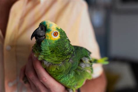 Happy Tails The Parrot Effect