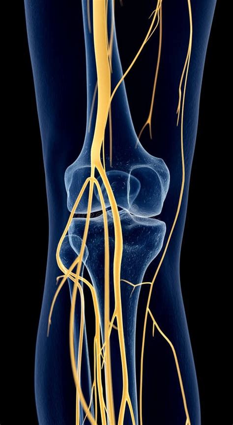 Os Nervos Do Joelho Ilustração Stock Ilustração De Central 57002226