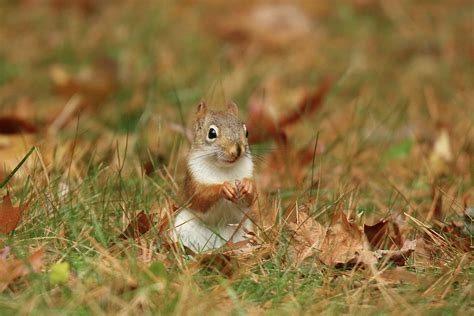 Little Red Squirrel Foraging In Fall Leaves Photograph By Sue Feldberg