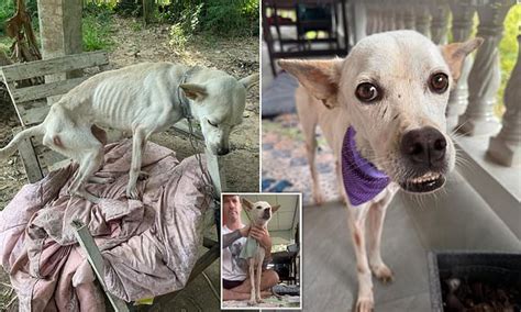 British Animal Rescuer In Thailand Says Life Of Emaciated Dog He Found