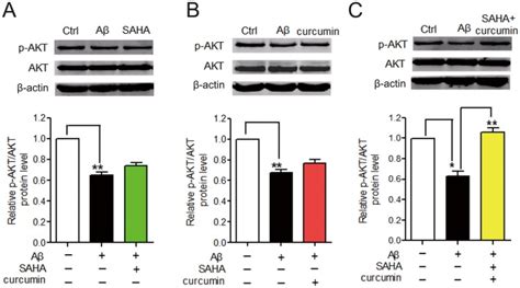 A Representative Western Blot Of The P Akt Ser Protein