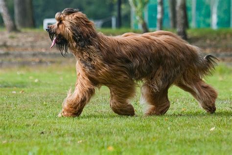 Briard Dog Info Temperament Care Training Puppies Pictures