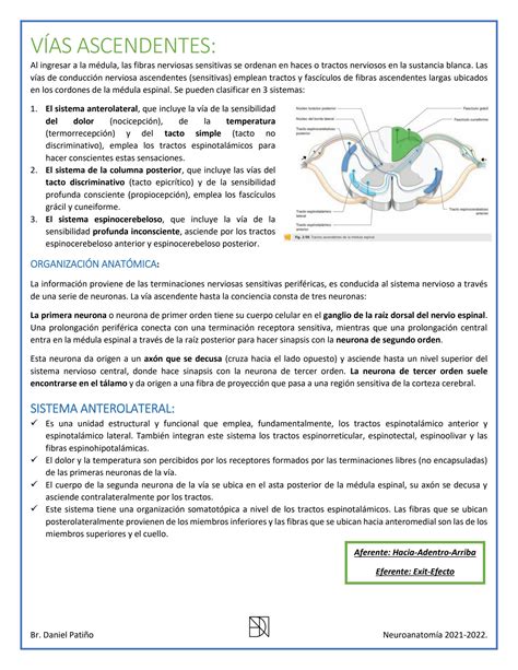 Solution Guia Vias Ascendentes Y Descendentes Neuro Daniel Patino