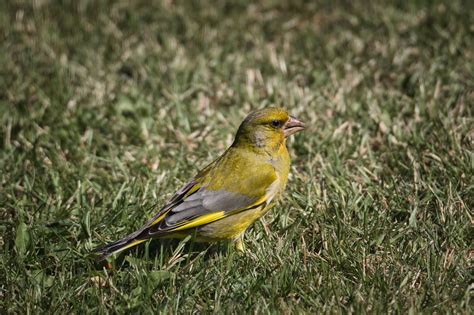 Bird Finch Green Free Photo On Pixabay