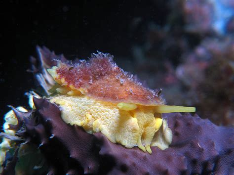 The Umbrella Shell Slug Marine Images