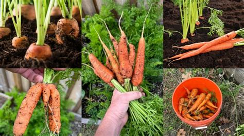 How To Grow Carrots At Home Seed To Harvest KFgardening YouTube