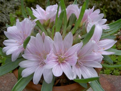 Lewisia Brachycalyx Short Sepaled Lewisia World Of Flowering Plants