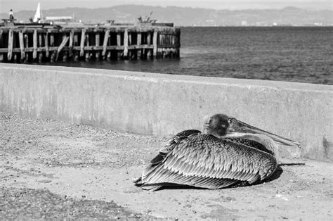 Shallowdof Jeanette Anderson Pelican On A Pier Jeanette Anderson