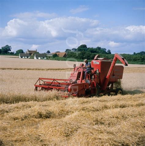 1960s Massey Ferguson Combine Harvester Harvesting Wheat Historic Photo Taken In 1974 Combine