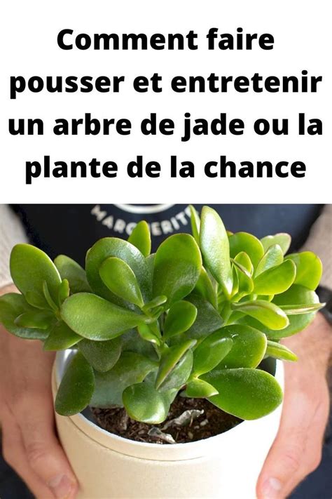 Comment Faire Pousser Et Entretenir Un Arbre De Jade Ou La Plante De La