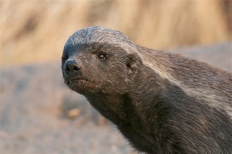 Honey Badger The Life Of Animals