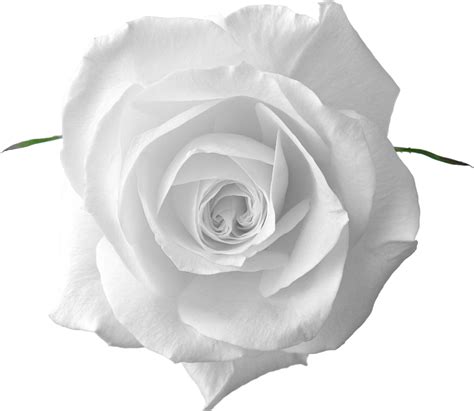 White Rose Flower Png Idalias Salon