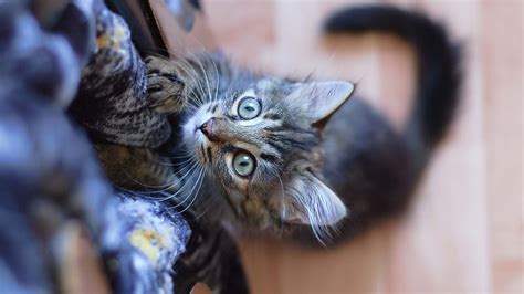 Pourquoi Les Chats Aiment Ils Faire Leurs Griffes Sur Votre Mobilier Et