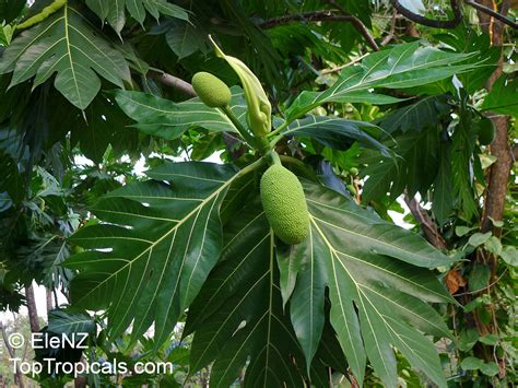 Artocarpus altilis, Artocarpus communis, Breadfruit