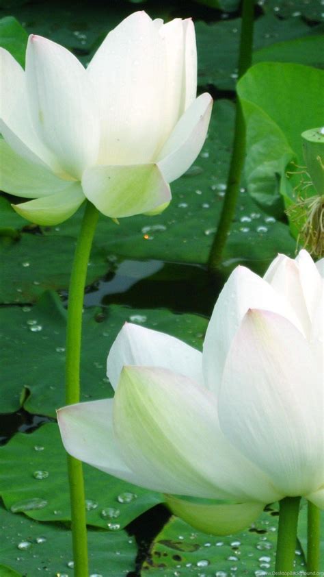 White Lotus Wallpapers Wallpaper Cave