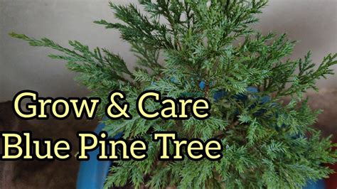 How To Grow Blue Pine Tree How To Propagate Blue Pine In Hindi Best